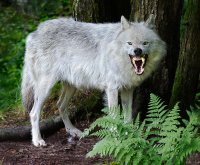 Arctic Wolf 1080pxls.jpg