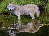 arctic wolf in water v3 1080pxls.jpg