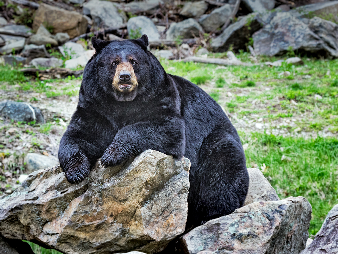 Black bear contemplates lunch.jpg
