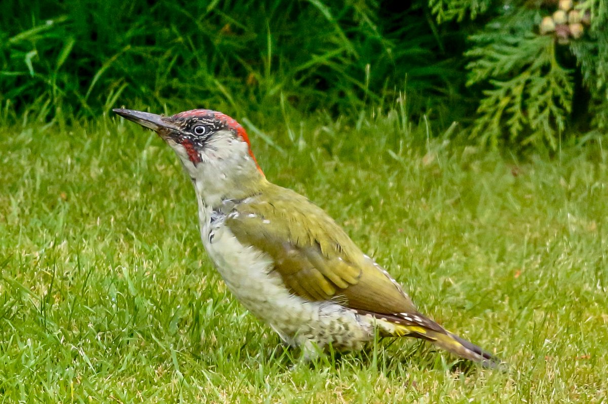 Green Woodpecker-2.JPG