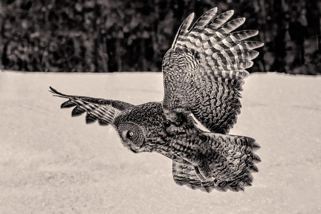 Grey owl flypast - sepia print - Monochrome.jpg