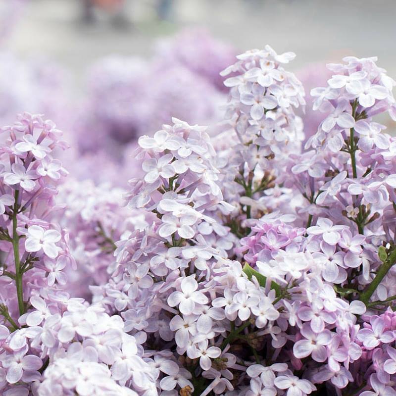 Lilacs.jpg