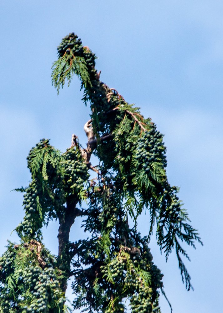 Pheasant on a fir tree.JPG