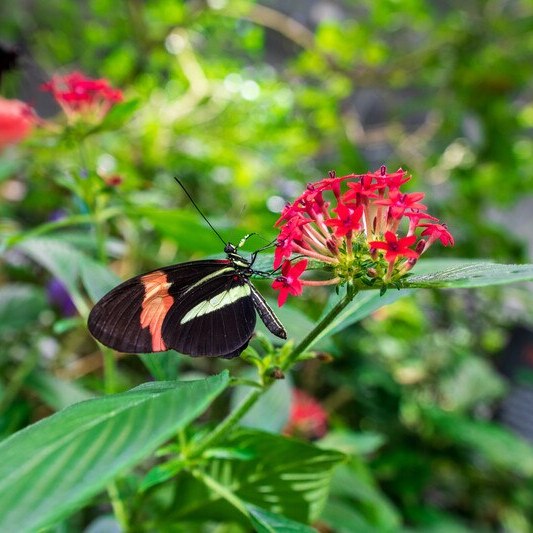 Postman Butterfly.jpg