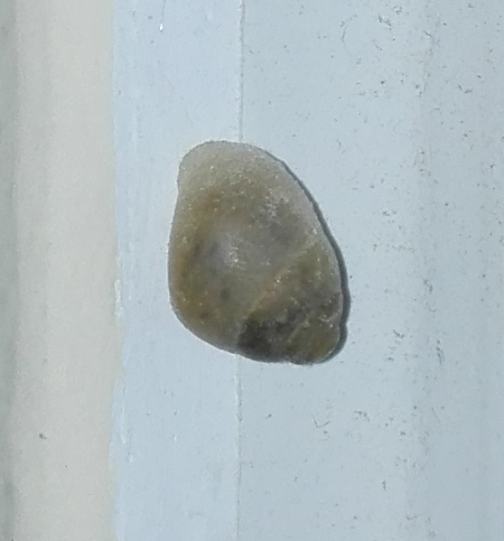 snail-png.5529
