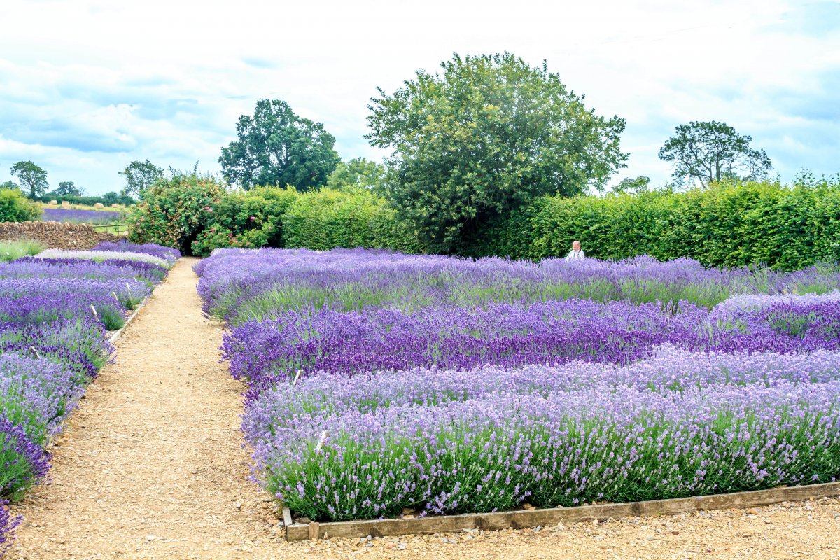 Snooze among 24 varieties of lavender.jpg