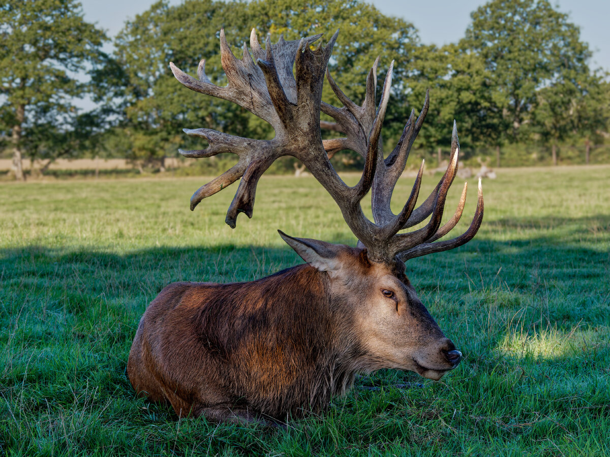 Stag.jpg