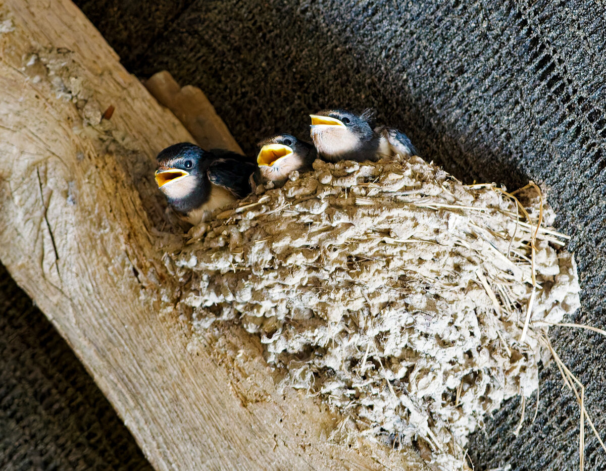 Swallow chicks.jpg