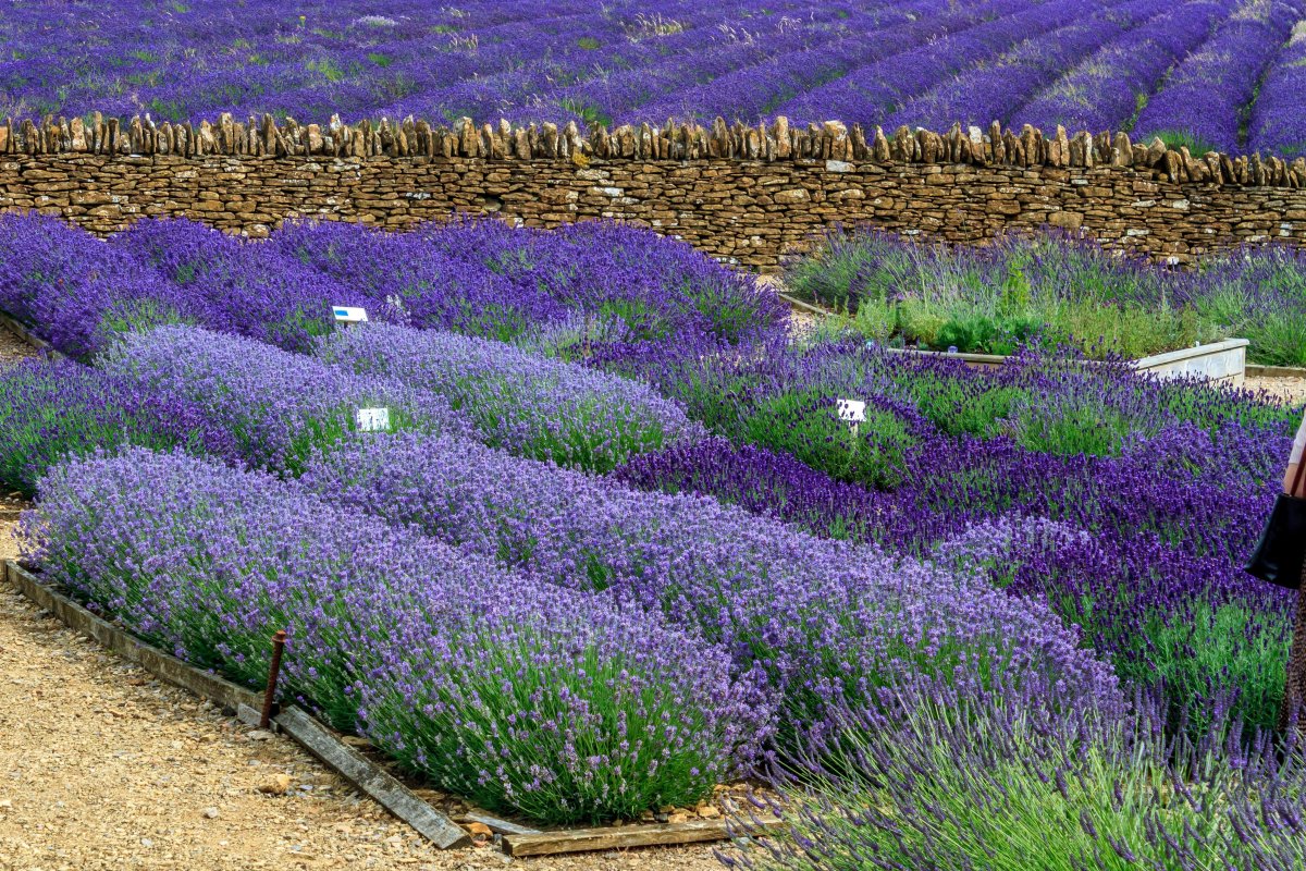 Varieties of lavender2.jpg