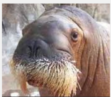walrus.PNG