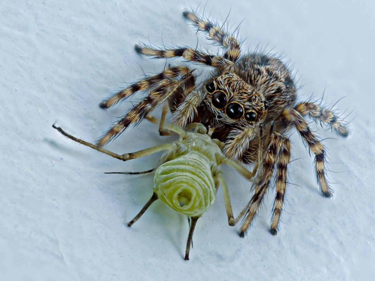 Zebra Jumping Spider with Lunch.jpg