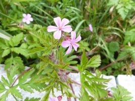 pink flower.jpg