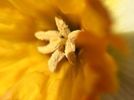 Daffodil Closeup.jpg