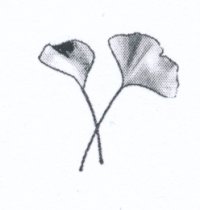 Ginko thumbnail HPLJ 300 dpi scan 1.jpg
