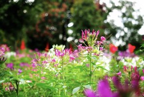 Spiny Spiderflowers.jpg