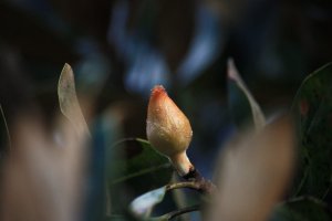 magnolia bud.jpg