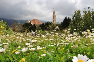 Field of Herbs.jpg