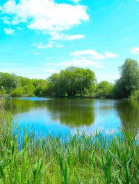 Lake in the Forest.jpg