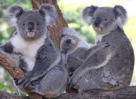 Koala family.jpg