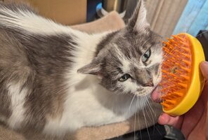 cat-hair-pick-brush-02.jpg cat-hair-pick-brush-02.jpg