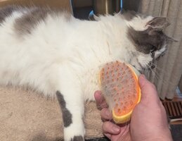 cat-hair-pick-brush-03.jpg cat-hair-pick-brush-03.jpg
