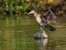 Cormorant taking in some Autumn Sunshine.jpg