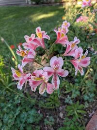 flowers1.jpg
