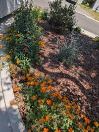 flowers2.jpg