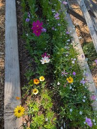 flowers3.jpg