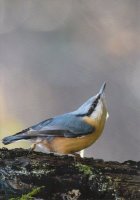 nuthatch.jpg