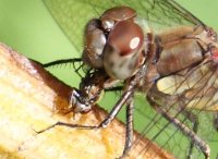 Common Darter Lunch.jpg