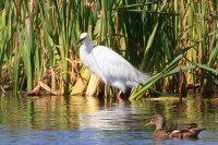 Egret and Duck.jpg