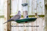 Dove & Greenfinch2.jpg