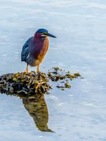 Green Heron Fishing.jpg