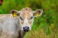 COW.jpg
