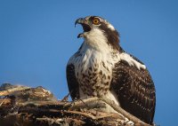 Osprey in nest protesting photographers presence.jpg