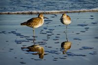 Two Sandpipers Reflected in Morning Surf.jpg