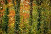 All Change for Autumn.JPG