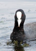 Fulica Atra.JPG