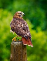 _MG_0723 Hawk on post.jpg