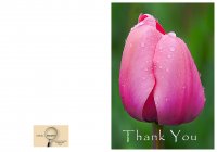 Tulip with dewdrops Thank You - P7x10.jpg