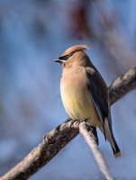 Bird on a stick.jpg