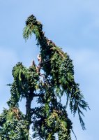 Pheasant on a fir tree.JPG Pheasant on a fir tree.JPG