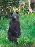 grizzley on trail.jpg