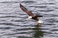 Eagle take out lunch.jpg
