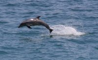 IMG_4959.Dolphin.crop.JPG