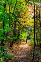 _MG_9799 - walk in the Shaw Woods.jpg