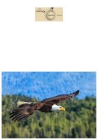 Card 7x10L - Eagle in flight.jpg