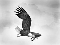 Bald EagleIn flight B&W 8x10 print v02.jpg