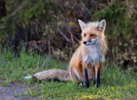 Fox sitting beside the road.jpg